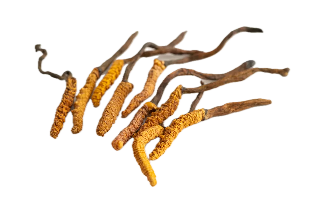 cordyceps-or-ophiocordyceps-sinensis-mushroom-herb-2025-02-24-16-58-55-utc Background Removed cordyceps-or-ophiocordyceps-sinensis-mushroom-herb-2025-02-24-16-58-55-utc Background Removed